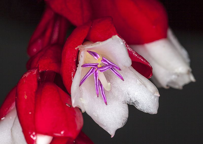 Indigenous Tagimaucia Flower is rare