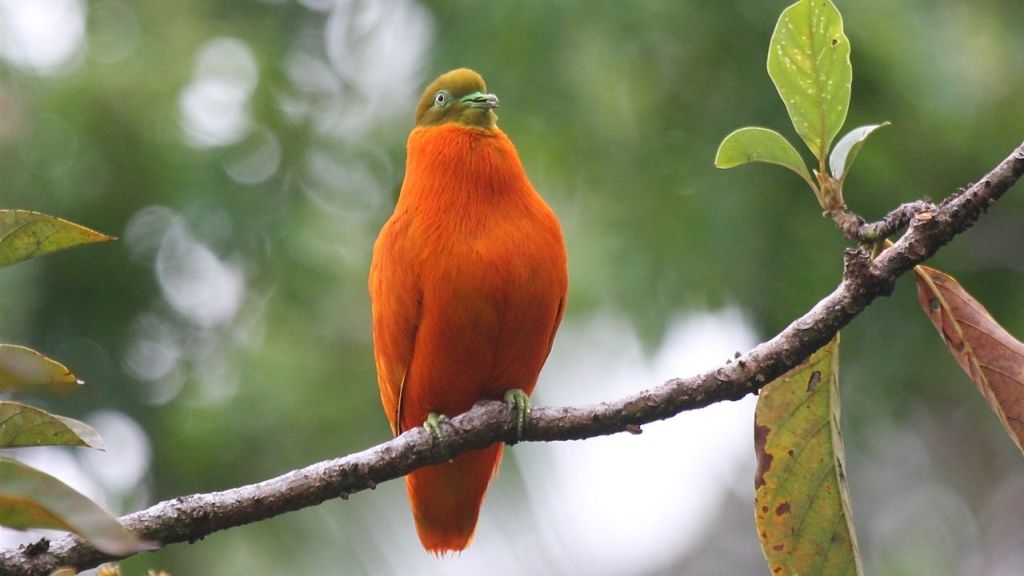 Orange Dove - Taveuni