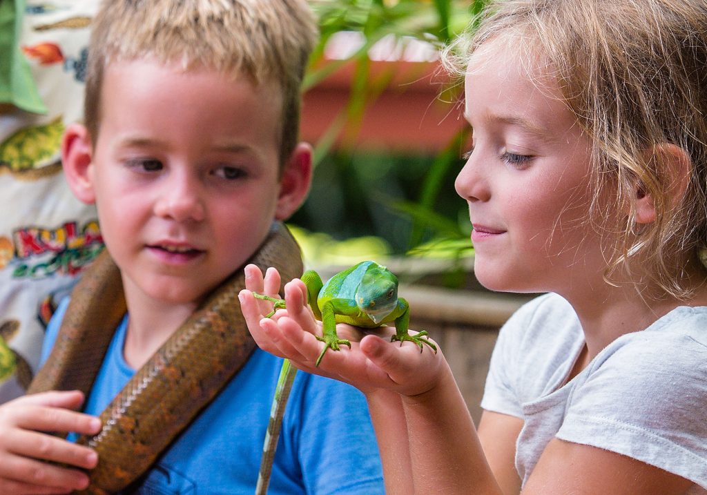 Interacting with the banded iguana and a boa - Coral Coast Activities