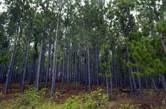 Photo of Lololo Pine Forest