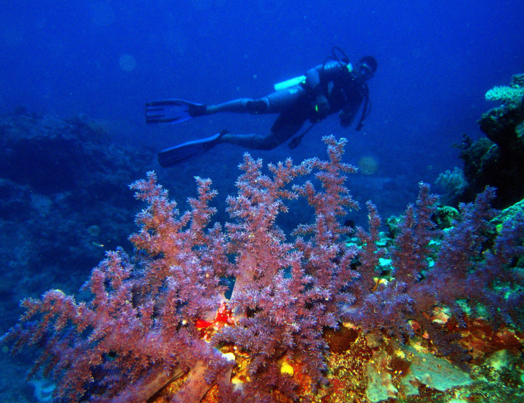 Soft and hard corals at Astrolabe Reef