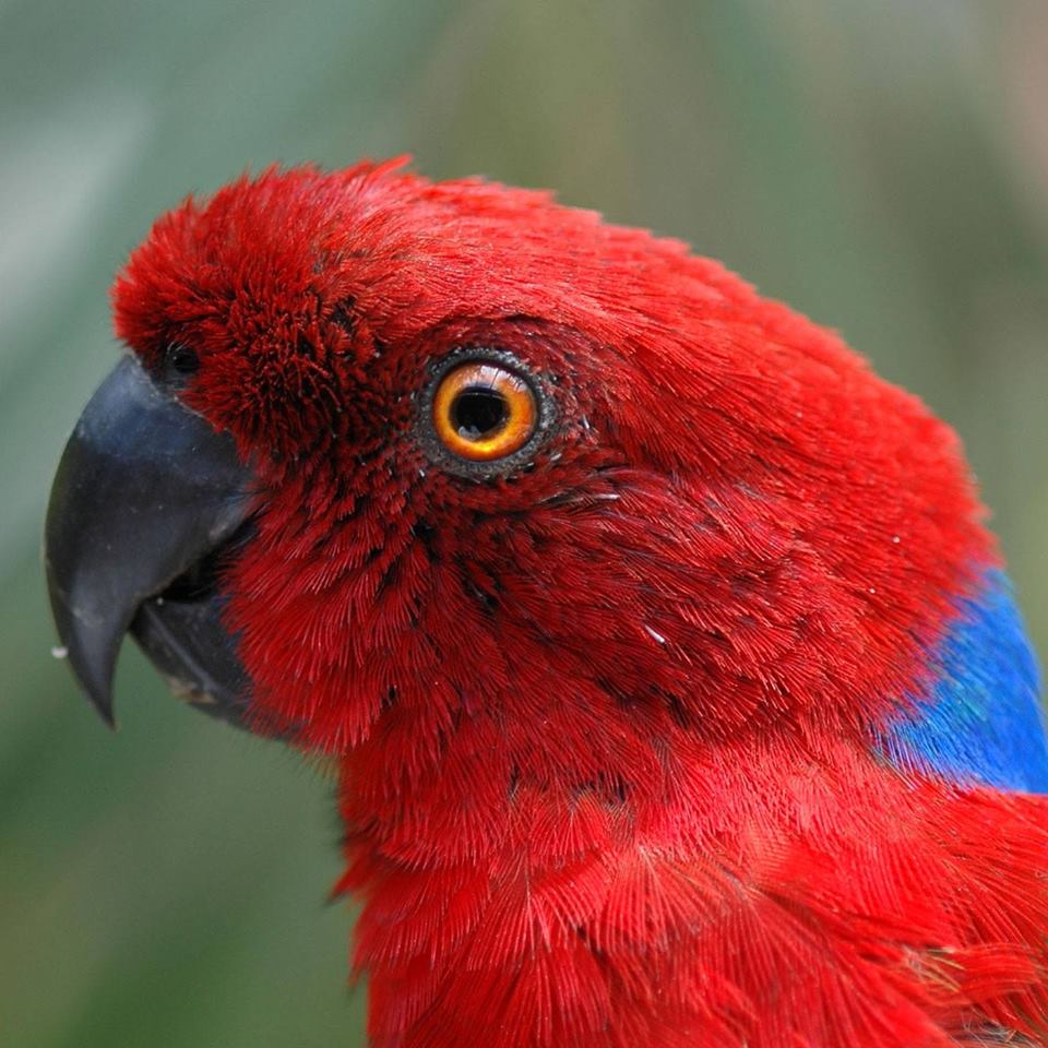 Parrot - Kula Wild Adventure Park