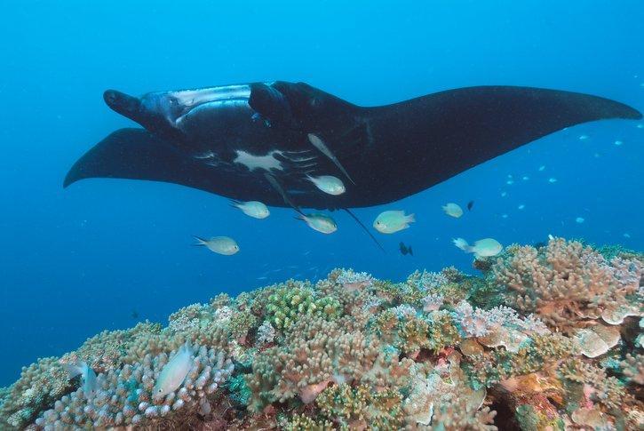 Manta Ray Swimming across Coral Reef
