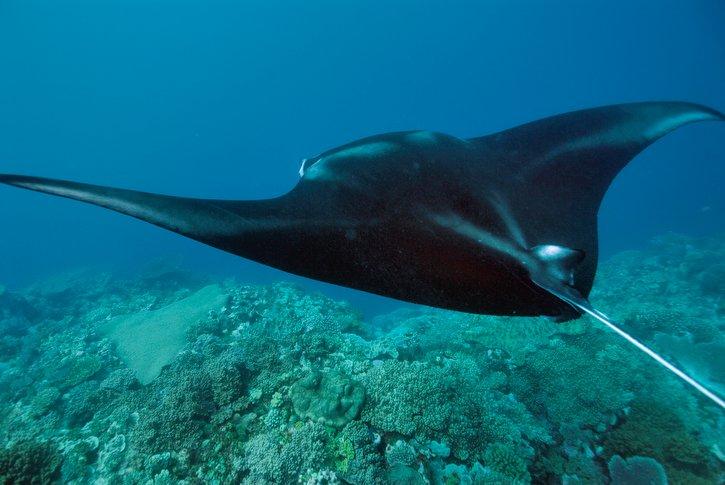 Rays are a huge attraction on Kadavu - Swimming in the Wild