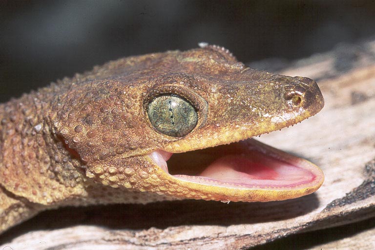 Gehyra oceanica. Oceanic gecko is ready to consume the nearest insect