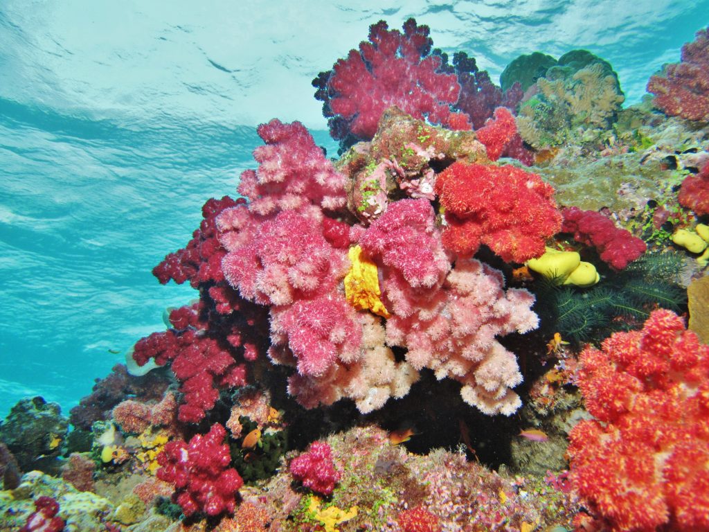 There are many varieties of soft coral in Fiji.