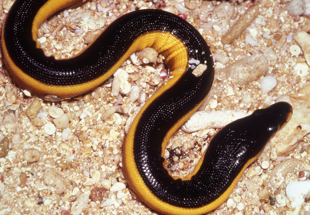 Pelamis platurus yellow bellied seasnake Fiji -- the origin of Fiji reptiles is linked to the earlier connection to the Asian landmass. This is key to understanding Fiji Natural History