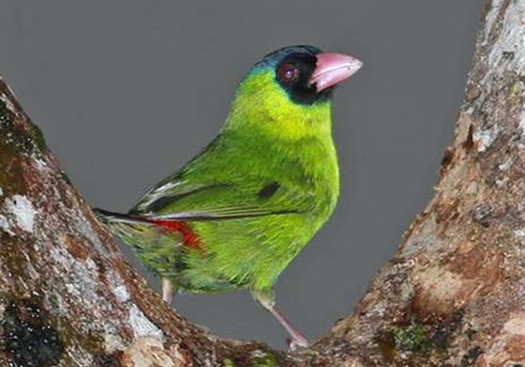 Pink-billed Parrotfinch