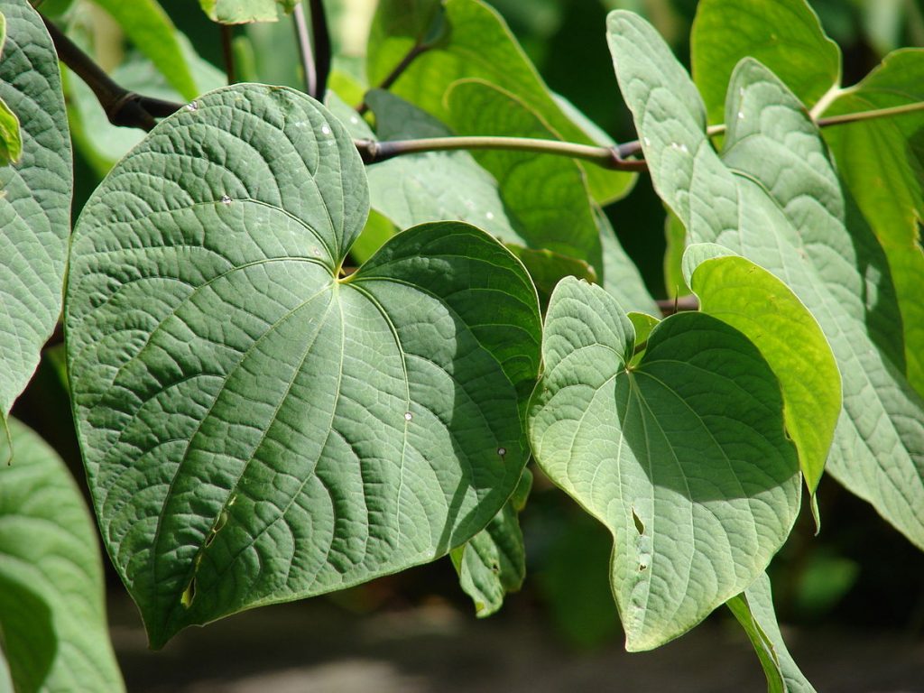 Piper methysticum --  kava or yaqona leaves