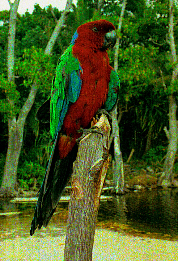 Red-breasted musk parrot - Bird Watching