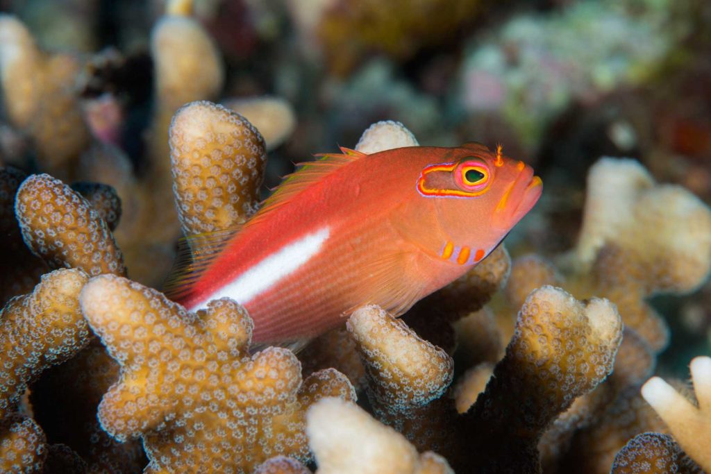 This little guy is Hiding in the coral off of Matagni in Fiji's north