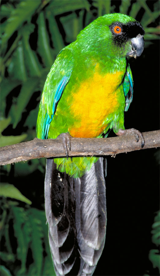 Prosopeia personata; Masked Shining-parrot - Bird Watching