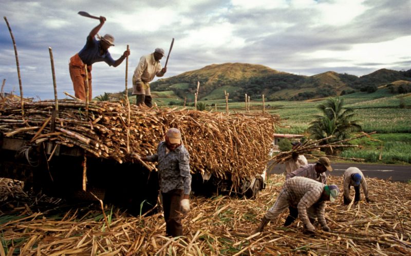 Field workers harvesting sugar cane in Lautoka