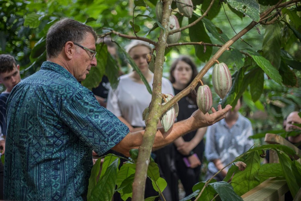Richard Markham cultivates cocoa plants at KokoMana