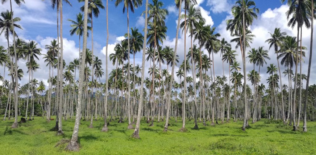 coconut plantation Savusavu
