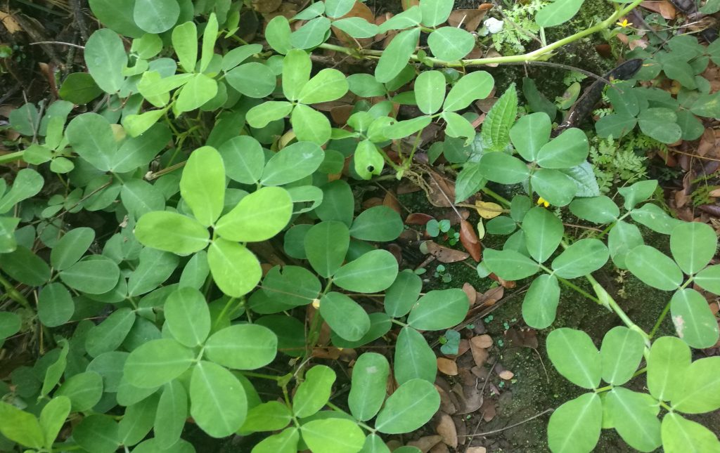 Moringa is a superfood growing right on the property