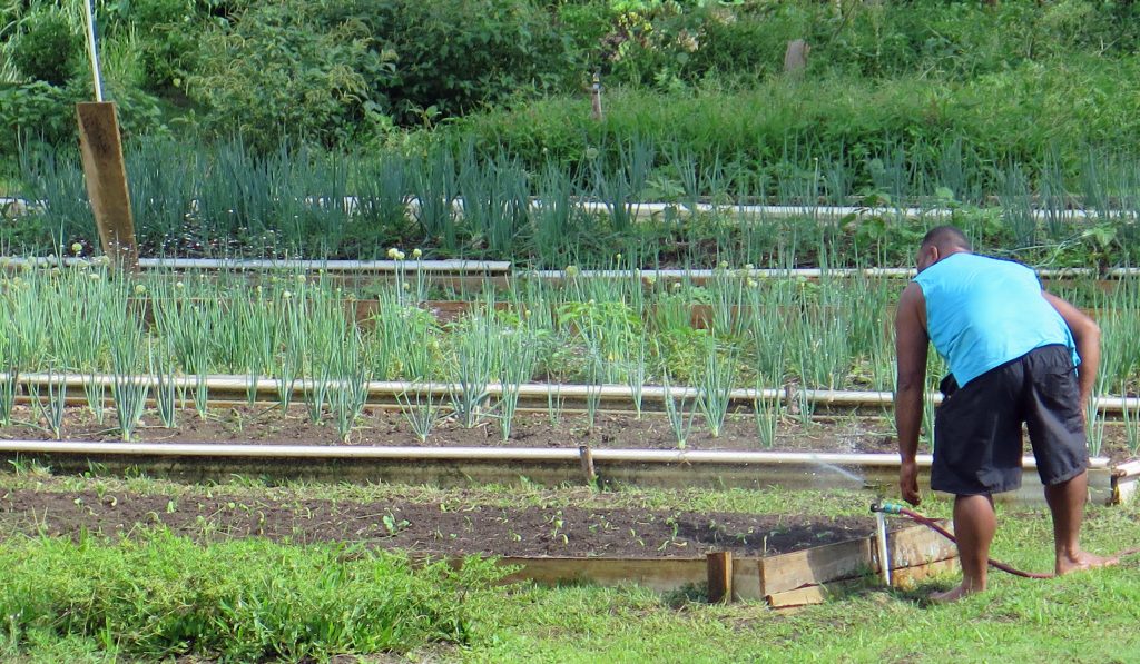 Namale is one of the few Vanua Levu accommodations that offers farm to table veggies such as this garden