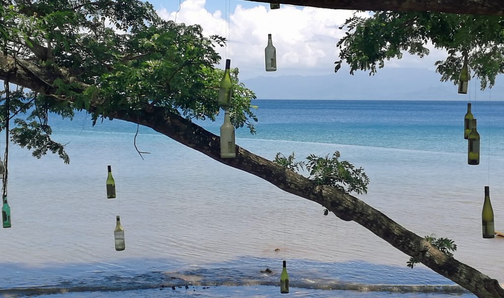 The famous bottle tree--one of the more unusual Savusavu attractions