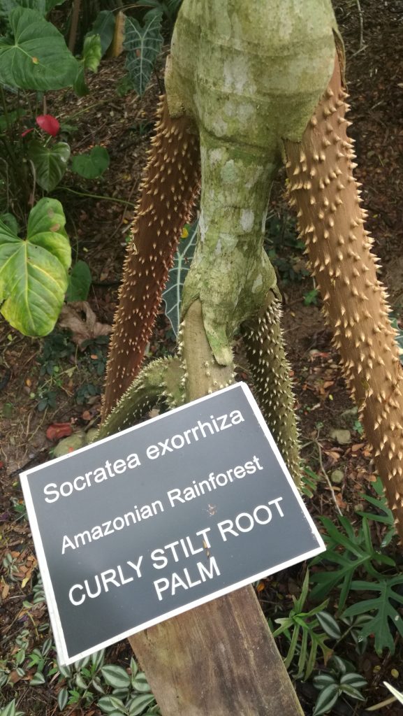 Curly Stilt Root is a rare species at the Flora Tropica garden in Savusavu