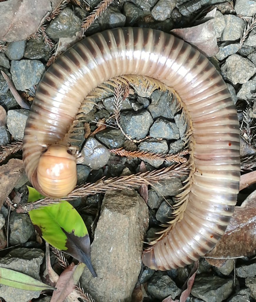 Millipede at Waisali Rainforest Reserve
