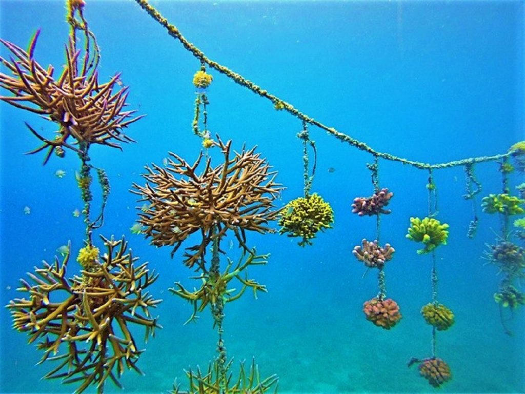 a coral bank in Taveuni