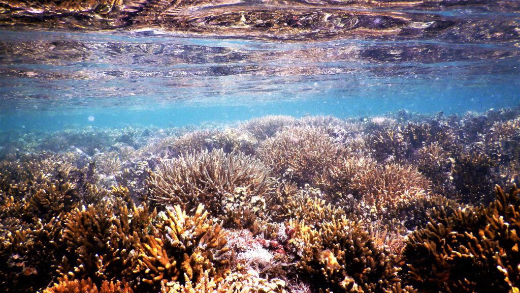 coral at Makaira