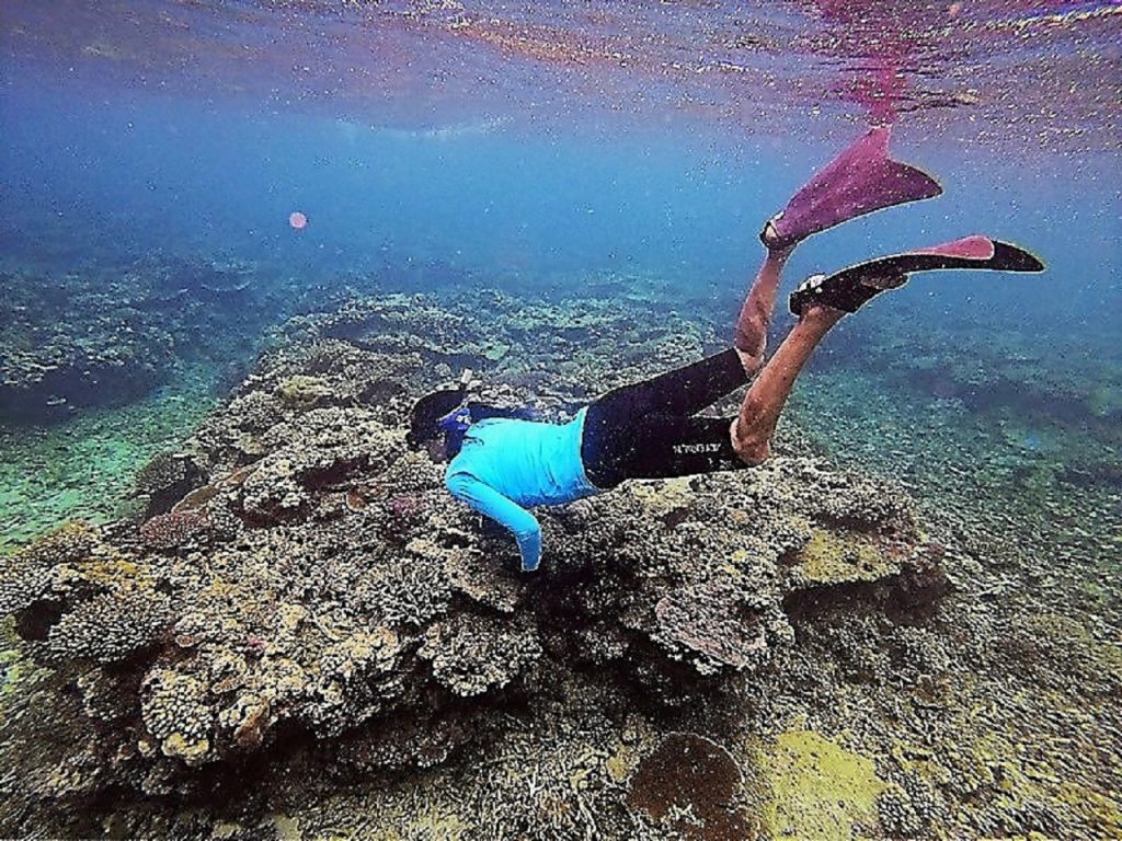 Restoring the reef after a cyclone is Roberta's hobby