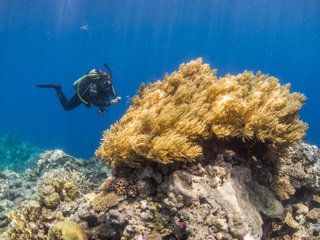 Soft Coral in Fiji