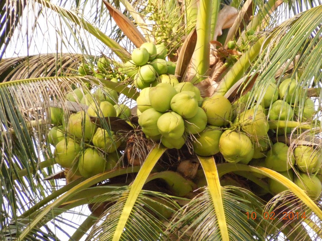 coconuts ready to be harvested